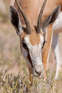 Springbok (Antidorcas marsupialis), adult female, feeding on flowers and leaves, animal portrait,