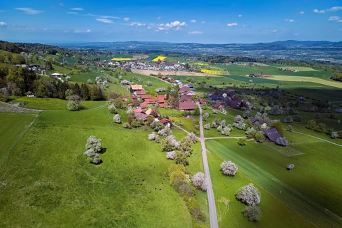 Flowing fruit trees in the hamlet of Wiggwil, Beinwil, Freiamt, Canton of Aargau Switzerland