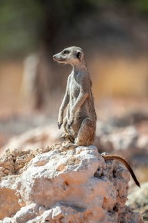 Meerkat (Suricatta suricata), Kgalagadi Transfrontier Park, Northern Cape, South Africa