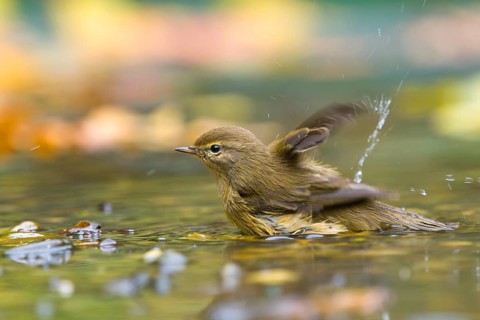 A chiffchaff (Phylloscopus collybita) bathing in the water, Hesse, Germany