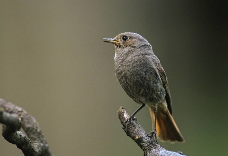 Black redstart, house redtail, Phoenicurus ochruros, birds, leo, male, passeri, songbirds, birds