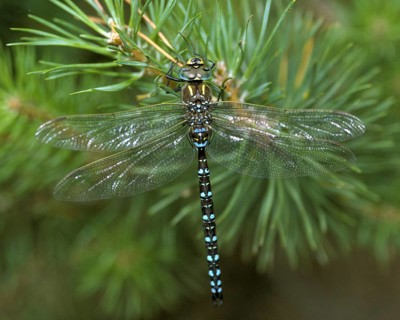 Aeshna Juncea, Common Hawker, Peat Mosaic Maiden, Anisoptera, Damselflies, Dragonflies, Insects,