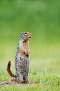 A Columbia ground squirrel (Urocitellus columbianus, Spermophilus columbianus) stands upright in a