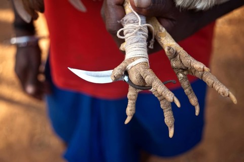 Metal spur attached to a gamecock in the Bastar region (Chhattisgarh, India) . Cockfightings are