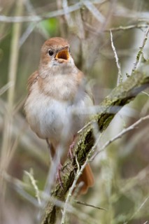 Luscinia megarhynchos, nightingale, birds, song, high size, portrait format, passeri, songbirds,