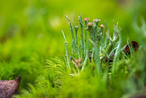 Cladonia gracilis, slender cup braid, smooth horn lichen, delicate shrub lichen, delicate cup