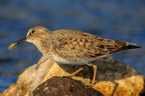 Temminck's Stint (Calidris temminckii), Greece