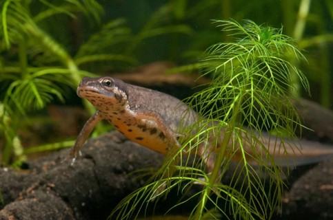 Lissotriton vulgaris, smooth newt, triturus vulgaris, amphibians, amphibians, female, amphibians,