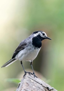 Wagtail, Motacilla Alba, White Wagtail, Birds, High Size, Portrait, Passeri, Songbirds, Birds