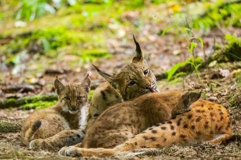 Eurasian lynx (Lynx lynx) mother with her youngsters (cubs) in a forest, Bavaria, Germany