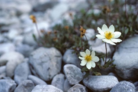 Dryas octopetala, rosaceae, rose family, silverroot, flora, mountain avens, plants, white dryad,
