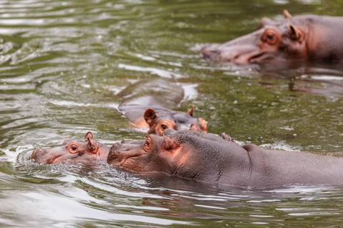 A small group of hippos (Hippopotamus amphibius) is swimming in a river. Democratic Republic of the