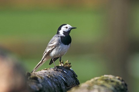 Wagtail, Motacilla Alba, White Wagtail, Birds, Leo, Passeri, Songbirds, Birds