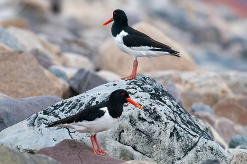 Oystercatchers, Haematopus ostralegus, Norway, oystercatcher, varanger, birds, charadriiformes,