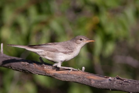 Pale mockers, Hippolais pallida, iduna pallida, olivaceous warbler, birds, Bulgaria, passeri,