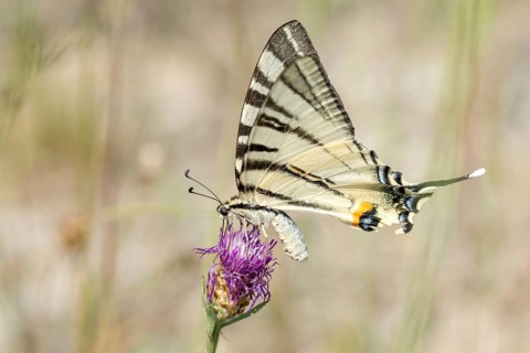 Brandenburg, Germany, Iphiclides Podalirius, Nabu project, national natural heritage, natural