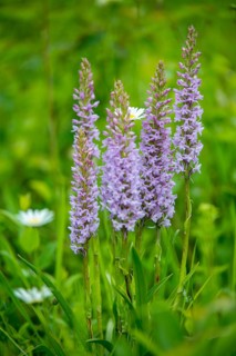 Toadwort, large händelwurt, gymnadenia conopsea, longspur händelwurt, orchidaceae, orchids,