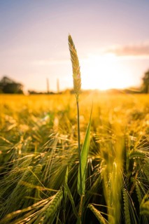 An extensive wheat field in warm, golden sunlight at sunset, Gechingen, Hecken and Gäu region,