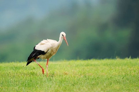 White stork (Ciconia ciconia) in a meadow, Baden-Württemberg, Germany