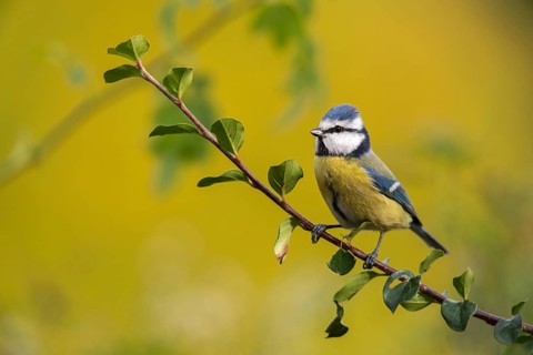 Blue tit, parus caeruleus, birds, tits, passeri, songbirds, songbirds, tits, birds