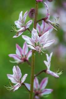 Ashwort, Burning Bush, Dictamnus Albus, Diptam, Rutaceae, Burning Bush, Dittany, Flora, Fraxinella,