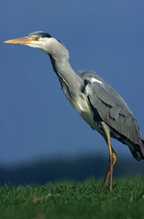Ardea cinerea, heron, gray heron, adult, birds, ciconiiformes, adult, sexually mature, high size,