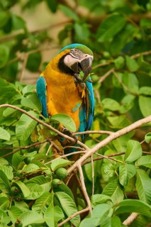 Parrot eating fruit amongst green twigs and leaves, Yellow-breasted Macaw (Ara ararauna), Bonito,