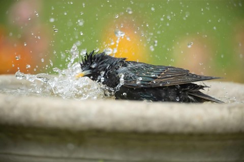 Common starling (Sturnus vulgaris) adult bird bathing in a garden water bird bath, England, United