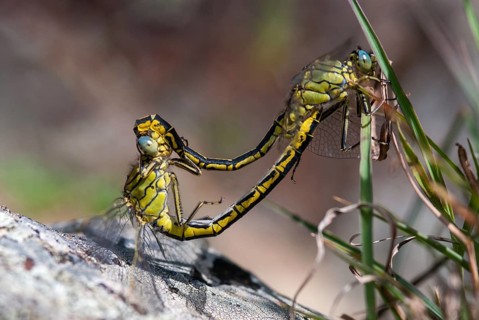Gomphus pulchellus, western clubtail, western wedge, anisoptera, couple, damselflies, dragonflies,