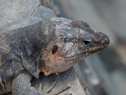 Close-up of a Gran Canaria giant lizard (Gallotia stehlini), with its head resting on a rock and