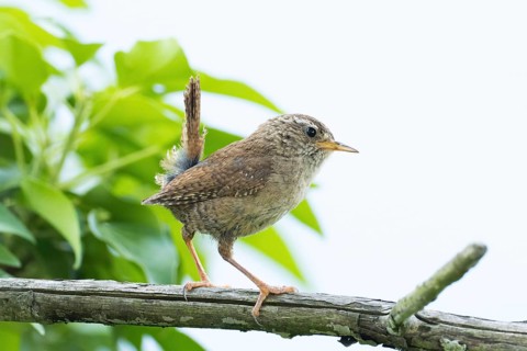 A wren (Troglodytes troglodytes) perched on a branch against a green background in its natural