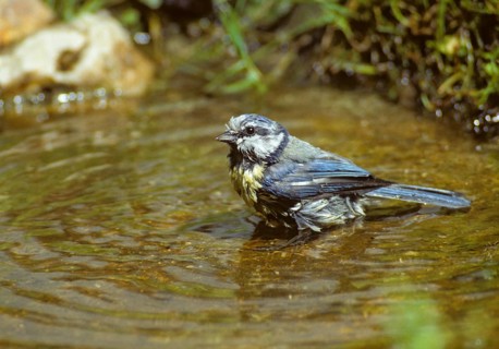 Blue tit, parus caeruleus, bath, bathe, bird bath, birds, tits, passeri, songbirds, tits, drinking