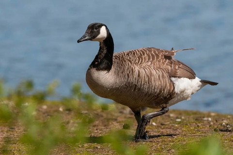 Branta Canadensis, Canada Goose, Canada Goose, Sweden, Anatidae, Birds, Duckbirds, Goose, Geese,
