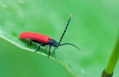 Small redcover beetle, Platycis minutus, red-blanket beetle, small net-winged beetle, tiny web