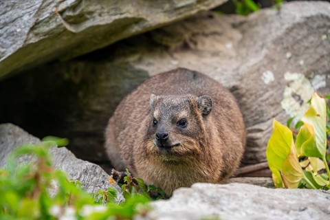 Steppe forest tree hog or southern tree hog (Dendrohyrax arboreus), South Africa