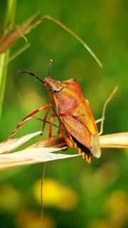 Close-up of a purple fruit bug (Carpocoris purpureipennis) perched on a blade of grass in a natural