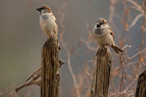 House sparrow, Passer domesticus, sparrow, birds, garden, garden fence, male, passeri, songbirds,
