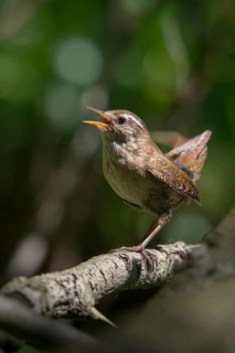 Troglodytes troglodytes, wren, birds, song, high size, portrait format, passeri, singing,
