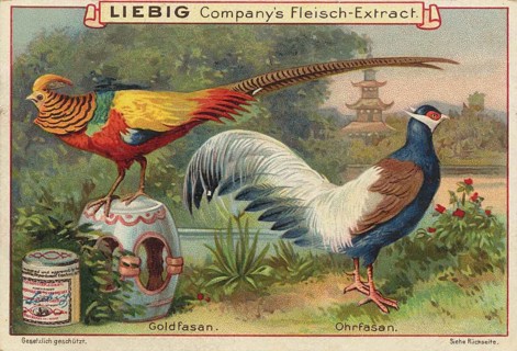 Picture series pheasant birds, golden pheasant, Chrysolophus pictus, and earpheasant, crossoptilon,