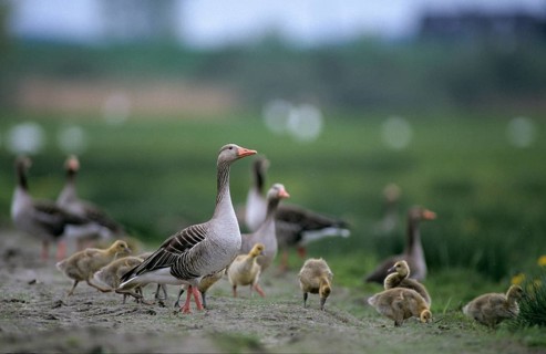 Anser Anser, Greylag or Graylag Goose, Grelag Goose, Adult, Anatidae, Birds, Duckbirds, Adult,