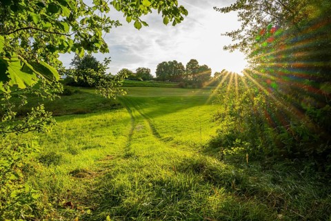 Landscape of meadow and bushes at evening light, Upper Palatinate, Bavaria, Germany