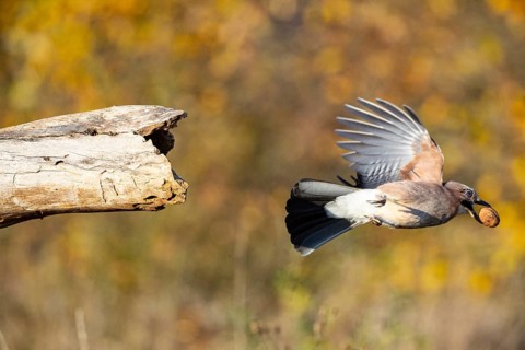 Eurasian jay (Garrulus glandarius) Germany