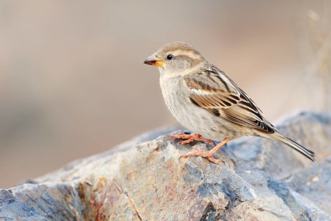 Spanish Bunting (Passer hispaniolensis), female, Fuerteventura, Canary Islands, Spain