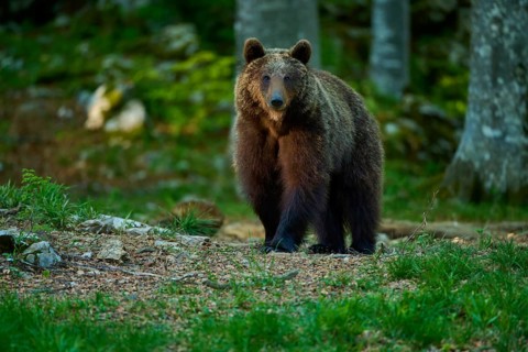 A calm brown bear in the forest, surrounded by greenery, European brown bear (Ursus arctos),