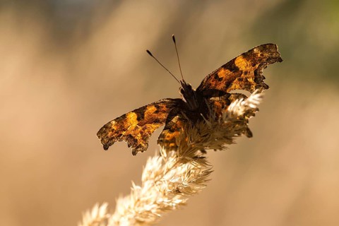 C-butterfly, comma butterfly, nymphalis c-album, polygonia c-album, butterfly, insects, butterfly,