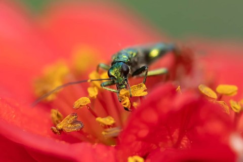 Thick-legged flower beetle (Oedemera nobilis) adult insect feeding on a garden red Geum flower in