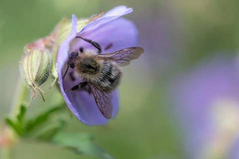 Forest bumblebee (Bombus sylvarum) on cranesbill (Geranium), Emsland, Lower Saxony, Germany