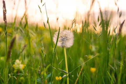 Close-up of a blooming dandelion in a meadow in soft evening light, Gechingen, Hecken and Gäu