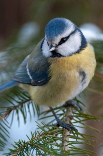 Blue tit, parus caeruleus, birds, high size, portrait format, tits, passeri, snow, songbirds, snow,