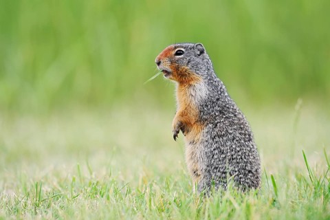 Columbia ground squirrel (Urocitellus columbianus, Spermophilus columbianus) standing upright in a